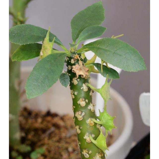 Scientific name: Dorstenia foetida; family: Moraceae; common name: Shield Flower; origin: Arabia and Ethiopia