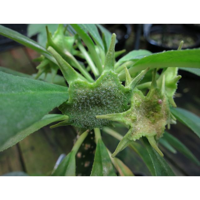 Scientific name: Dorstenia foetida; family: Moraceae; common name: Shield Flower; origin: Arabia and Ethiopia