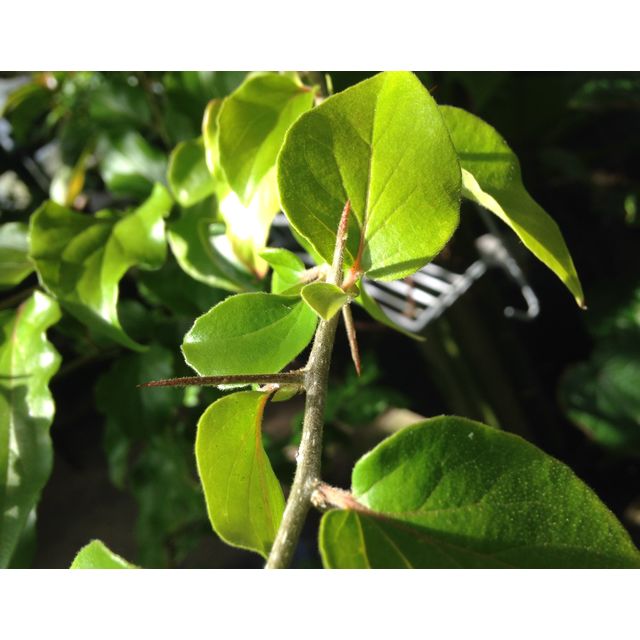 Scientific name: Dovyalis hebecarpa; family: Salicaceae; common name: Ceylon Gooseberry; origin: Sri Lanka and South India