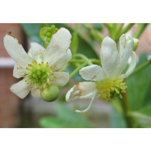 Scientific name: Drimys winteri; family: Winteraceae; common name: Winter's Bark; origin: Chile