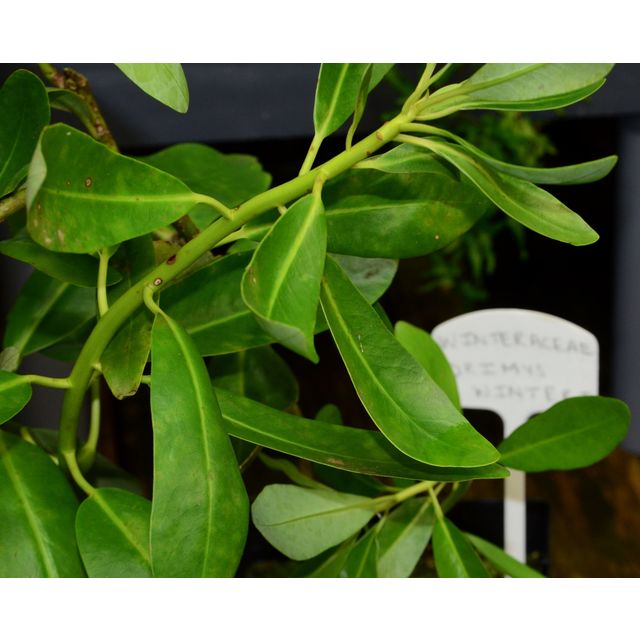 Scientific name: Drimys winteri; family: Winteraceae; common name: Winter's Bark; origin: Chile