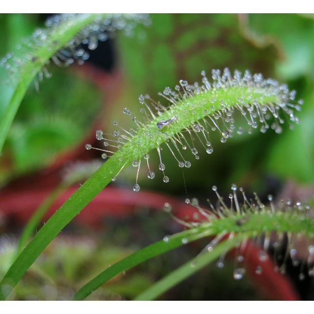 Scientific name: Drosera capensis; family: Droseraceae; common name: Cape Sundew; origin: South Africa