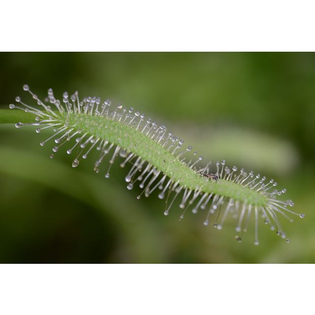 Scientific name: Drosera capensis; family: Droseraceae; common name: Cape Sundew; origin: South Africa