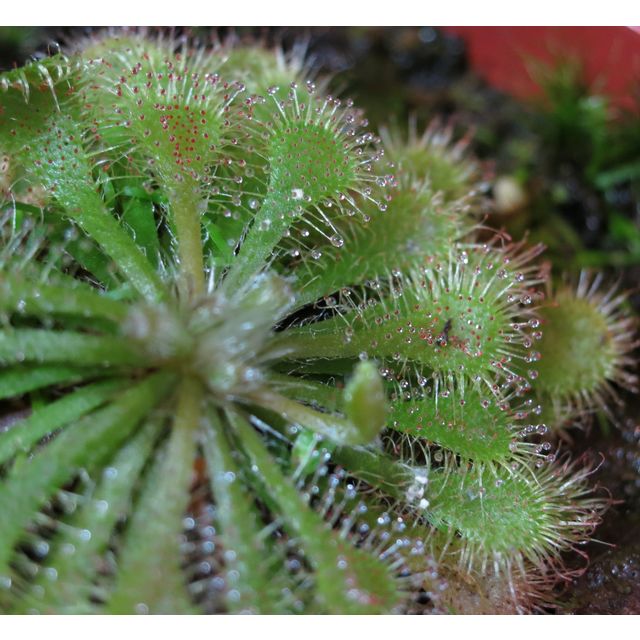 Scientific name: Drosera spatulata; family: Droseraceae; common name: Spoon-Leaved Sundew; origin: New Zealand