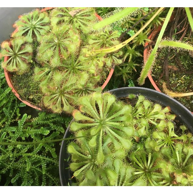 Scientific name: Drosera spatulata; family: Droseraceae; common name: Spoon-Leaved Sundew; origin: New Zealand