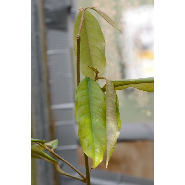 Scientific name: Durio dulcis; family: Malvaceae; common name: Durian; origin: Indonesia and Malaysia