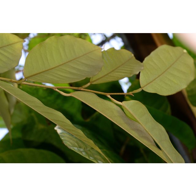 Scientific name: Durio dulcis; family: Malvaceae; common name: Durian; origin: Indonesia and Malaysia