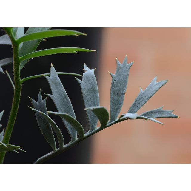 Scientific name: Encephalartos horridus; family: Zamiaceae; common name: Eastern Cape Blue Cycad; origin: South Africa