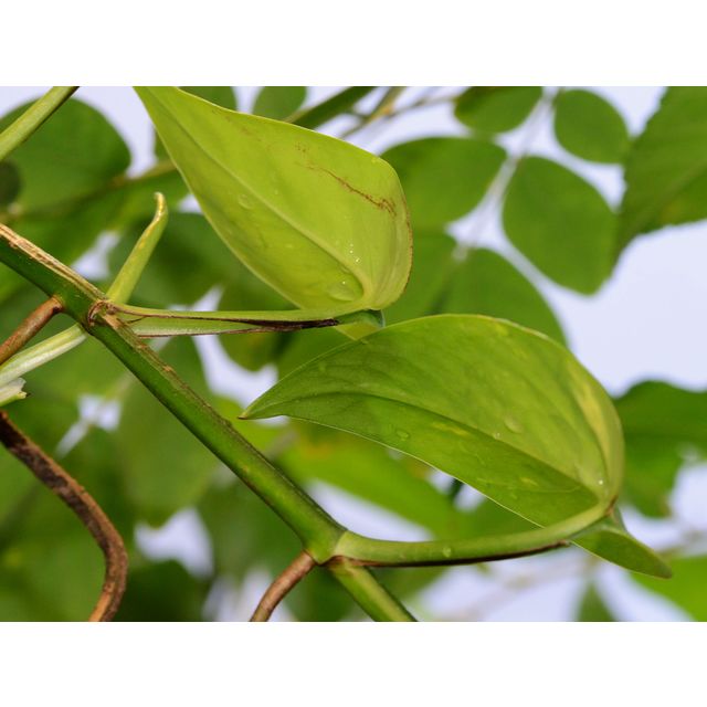 Scientific name: Epipremnum aureum; family: Araceae; common name: Golden Pothos; origin: South Asia