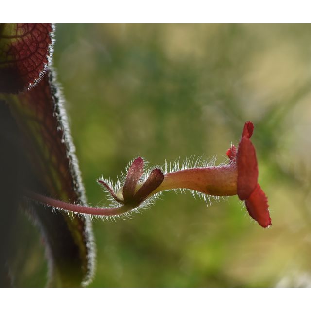Scientific name: Episcia cupreata; family: Gesneriaceae; common name: Flame Violet; origin: South America