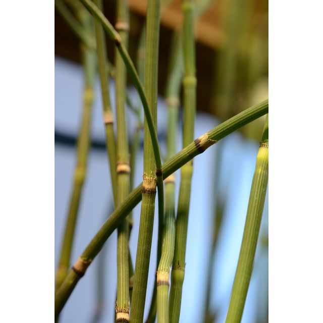 Scientific name: Equisetum hyemale; family: Equisetaceae; common name: Winter Scouring Rush; origin: Missouri, US