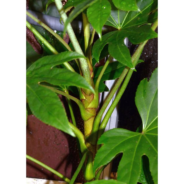 Scientific name: Fatsia japonica; family: Araliaceae; common name: Paperplant; origin: East Asia