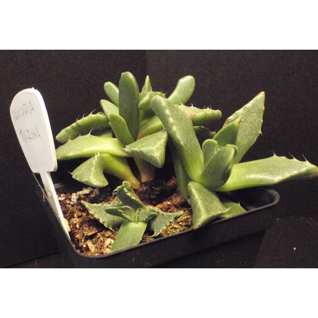 Scientific name: Faucaria tigrina; family: Aizoaceae; common name: Tiger Jaws; origin: South Africa