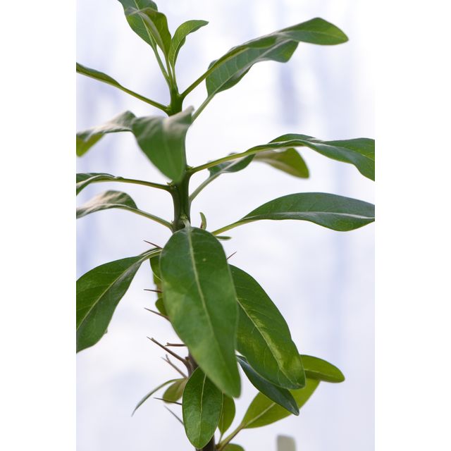 Scientific name: Fouquieria macdougalii; family: Fouquieriaceae; common name: Mexican Tree Ocotillo; origin: Mexico