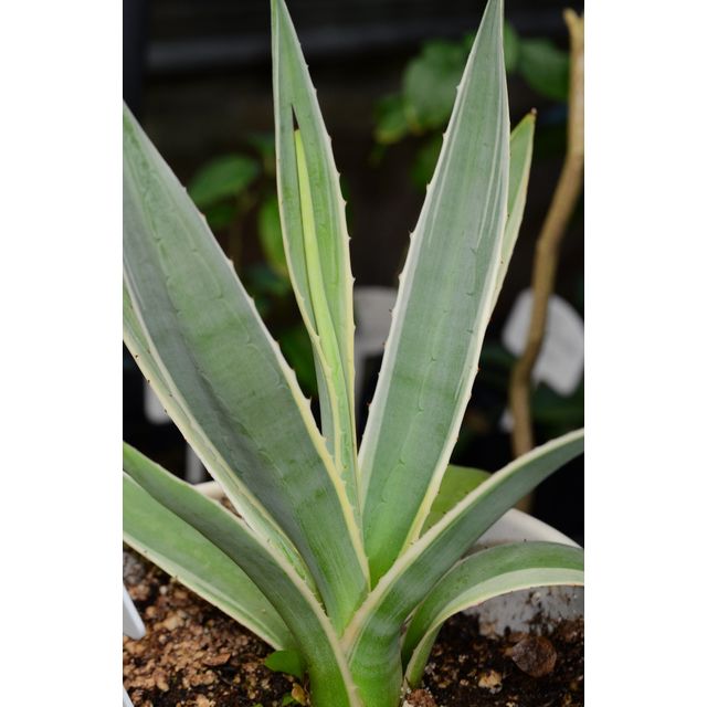 Scientific name: Furcraea foetida; family: Asparagaceae; common name: Giant Cabuya; origin: South America