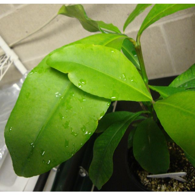 Scientific name: Garcinia intermedia; family: Clusiaceae; common name: Lemon Drop Mangosteen; origin: South America