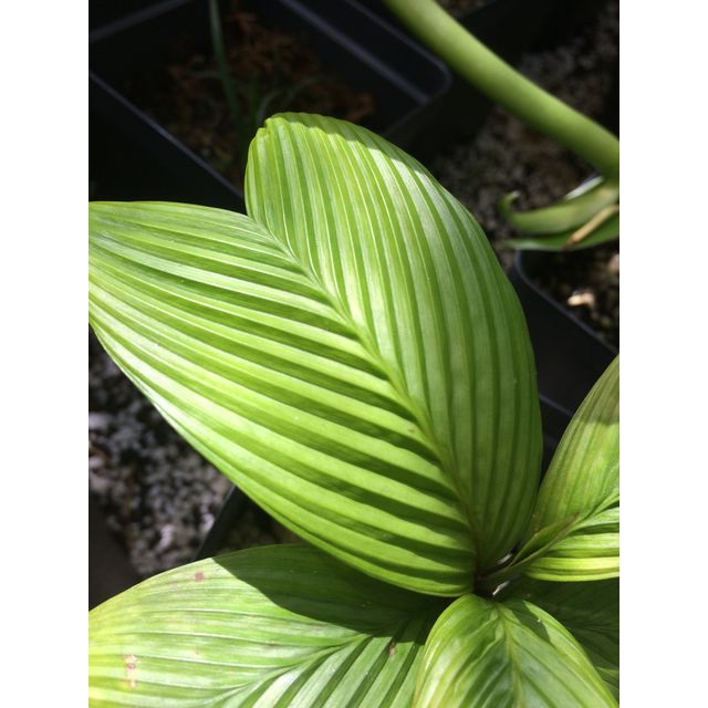 Scientific name: Geonoma cuneata; family: Palmae; common name: NA; origin: Central America and South America