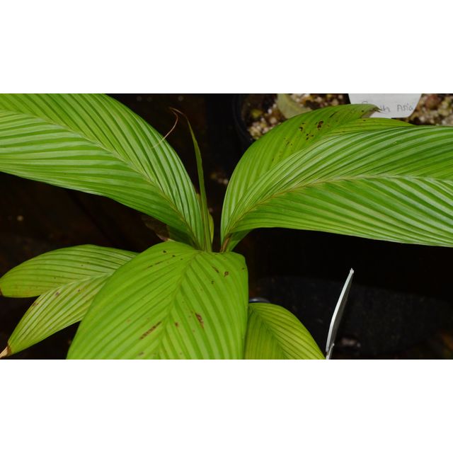 Scientific name: Geonoma cuneata; family: Palmae; common name: NA; origin: Central America and South America