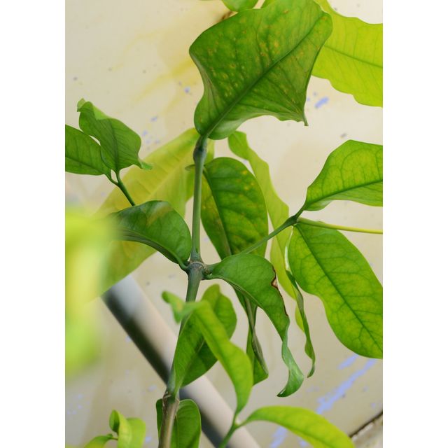 Scientific name: Gnetum gnemon; family: Gnetaceae; common name: Paddy Oats; origin: South Asia