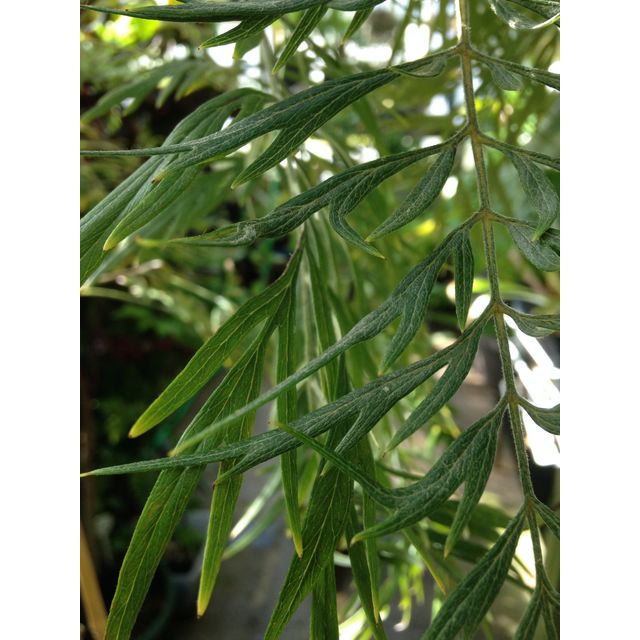 Scientific name: Grevillea robusta; family: Proteaceae; common name: Silky Oak; origin: East Australia