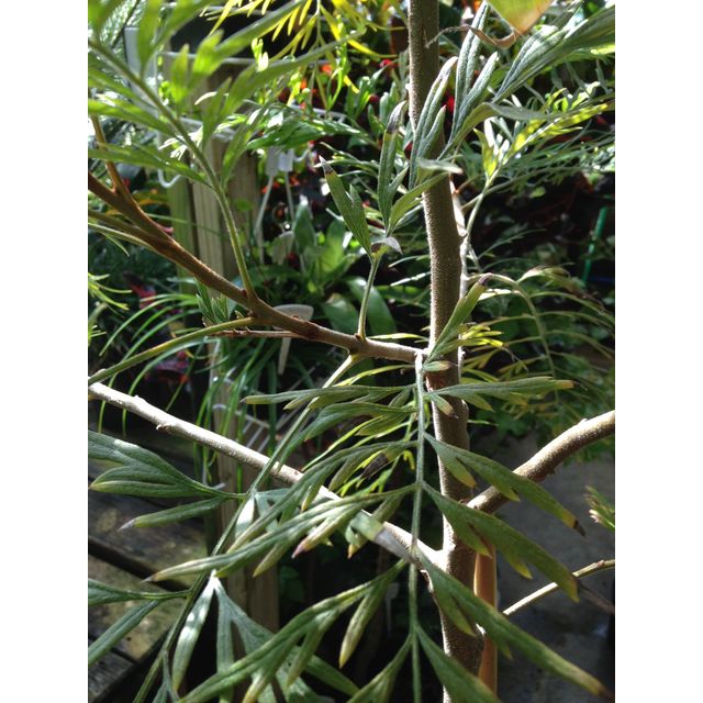 Scientific name: Grevillea robusta; family: Proteaceae; common name: Silky Oak; origin: East Australia