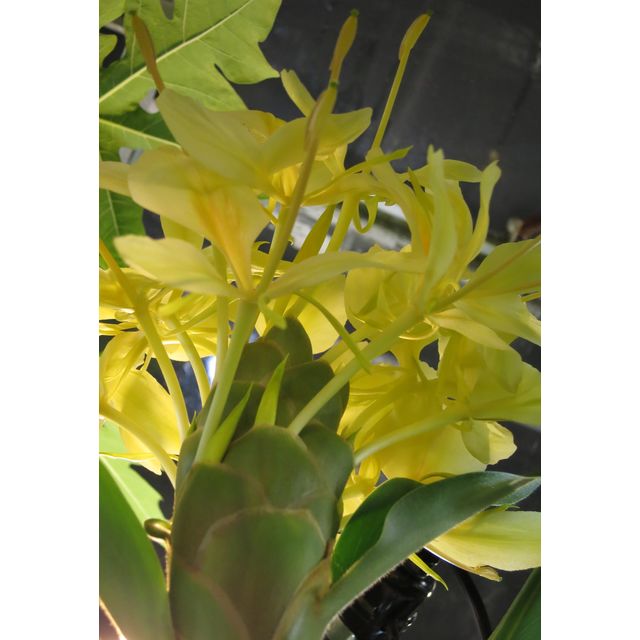 Scientific name: Hedychium coronarium; family: Zingiberaceae; common name: White Ginger Lily; origin: India