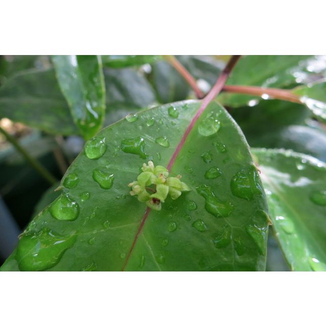 Scientific name: Helwingia chinensis; family: Helwingiaceae; common name: Helwingia; origin: China