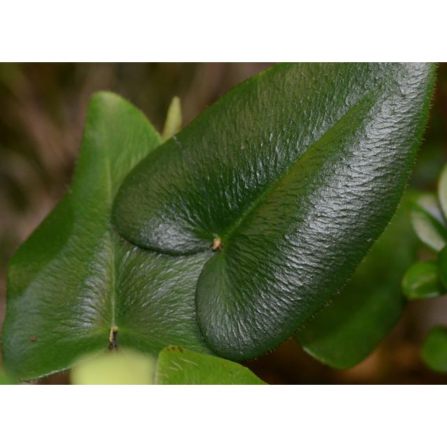 Scientific name: Hemionitis arifolia; family: Pteridaceae; common name: Heart-Leaf Fern; origin: South Asia