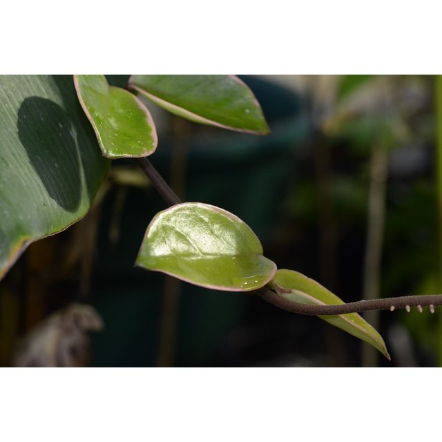 Scientific name: Hoya carnosa; family: Apocynaceae; common name: Hoya; origin: East Asia