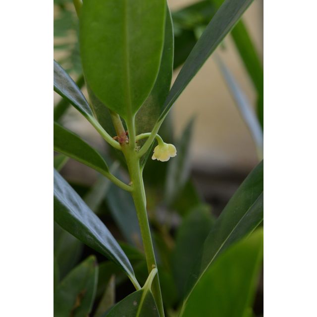 Scientific name: Illicium parviflorum; family: Schisandraceae; common name: Yellow Anise Tree; origin: Florida