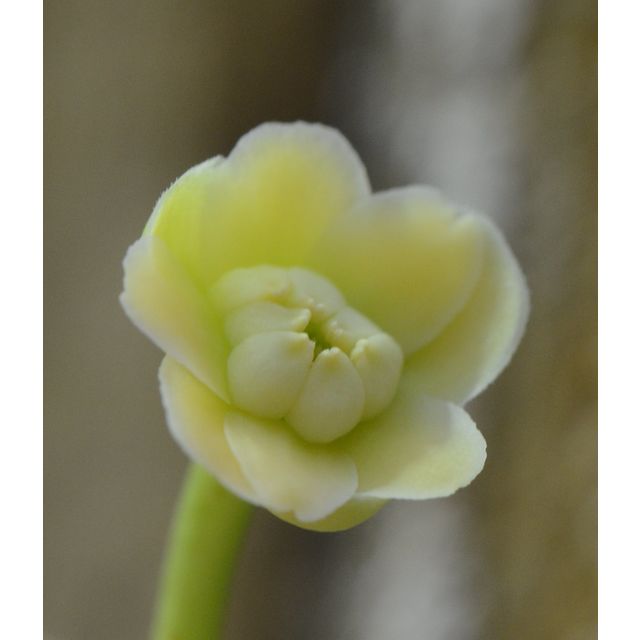 Scientific name: Illicium parviflorum; family: Schisandraceae; common name: Yellow Anise Tree; origin: Florida