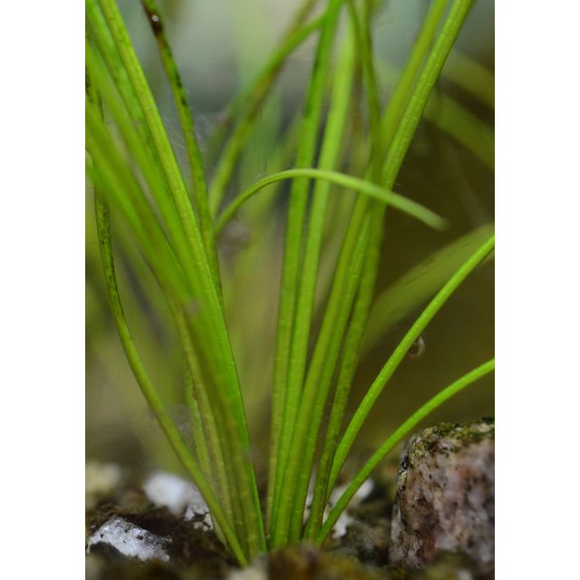 Scientific name: Isoetes setacea; family: Isoetaceae; common name: Quillwort; origin: North America