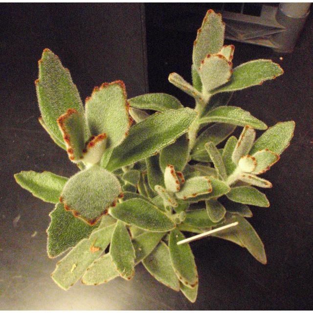 Scientific name: Kalanchoe tomentosa; family: Crassulaceae; common name: Panda Plant; origin: Madagascar