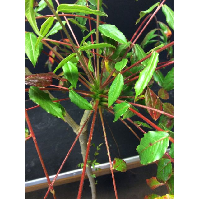 Scientific name: Kirkia acuminata; family: Kirkiaceae; common name: Mountain Kirkia; origin: South Africa