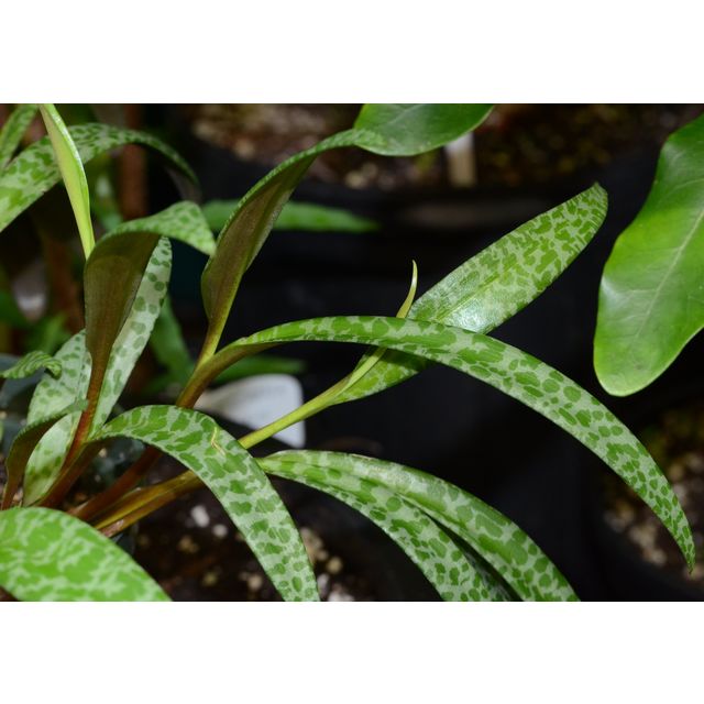 Scientific name: Ledebouria socialis; family: Asparagaceae; common name: Silver Squill; origin: South Africa