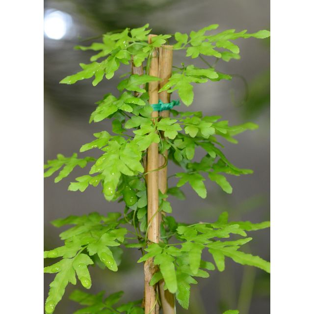 Scientific name: Lygodium japonicum; family: Lygodiaceae; common name: Japanese Climbing Fern; origin: South Asia, Australia