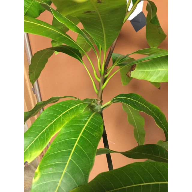 Scientific name: Mangifera indica; family: Anacardiaceae; common name: Mango; origin: India