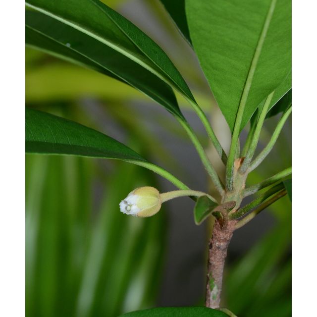 Scientific name: Manilkara zapota; family: Sapotaceae; common name: Sapodilla; origin: Central America