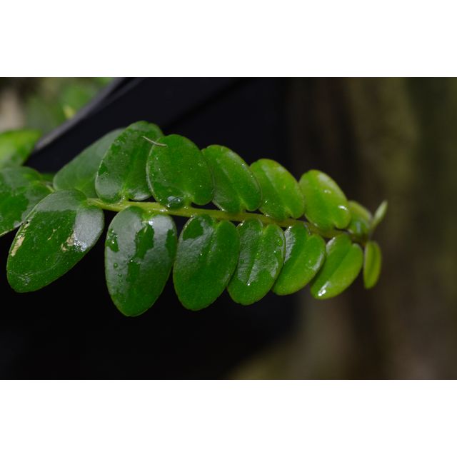 Scientific name: Marcgravia rectiflora; family: Marcgraviaceae; common name: Bejuco De Lira; origin: Central America