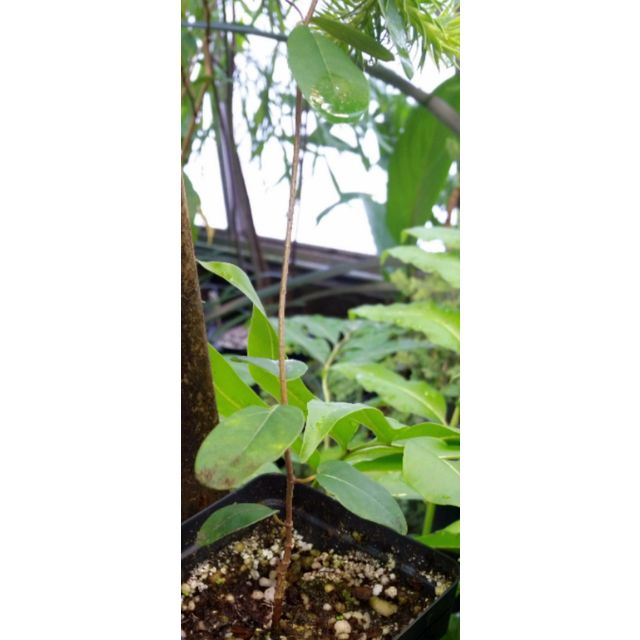 Scientific name: Matelea flavidula; family: Apocynaceae; common name: Carolina Yellow Spiny Pod; origin: North and Central America