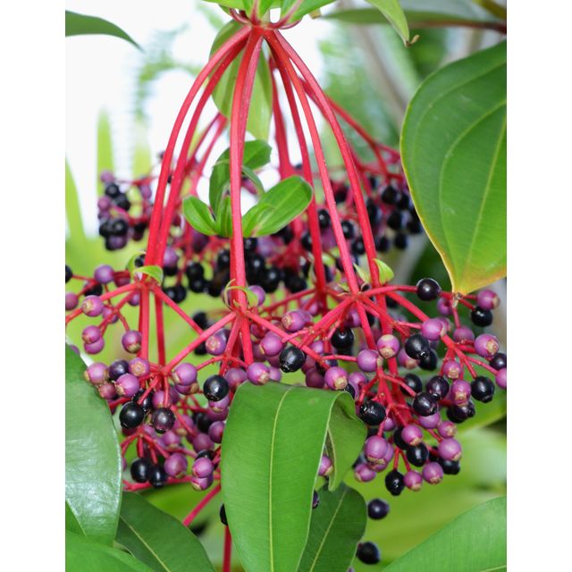Scientific name: Medinilla myriantha; family: Melastomataceae; common name: Malaysian Grape; origin: Malaysia