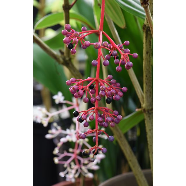 Scientific name: Medinilla myriantha; family: Melastomataceae; common name: Malaysian Grape; origin: Malaysia