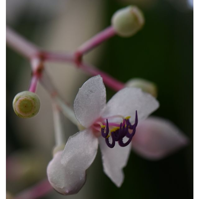 Scientific name: Medinilla myriantha; family: Melastomataceae; common name: Malaysian Grape; origin: Malaysia