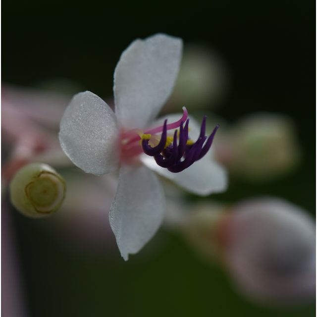 Scientific name: Medinilla myriantha; family: Melastomataceae; common name: Malaysian Grape; origin: Malaysia