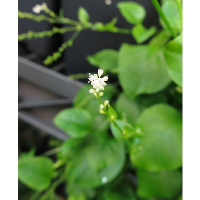 Scientific name: Microtea debilis; family: Microteaceae; common name: Weak Jumby Pepper; origin: South America