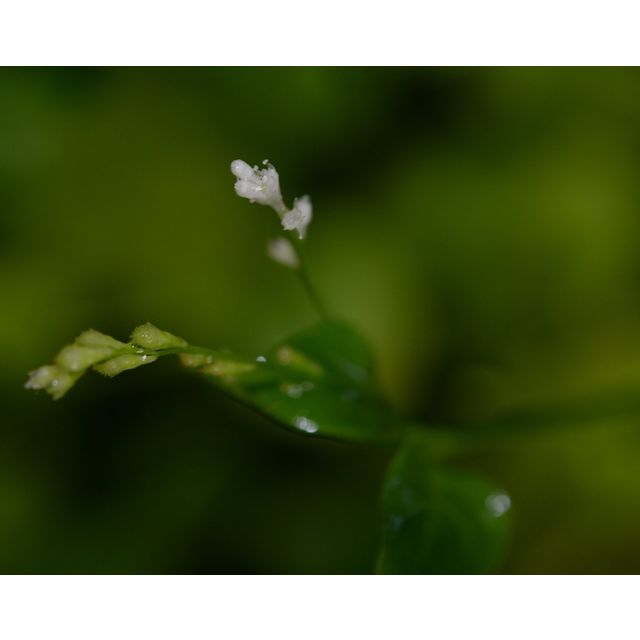 Scientific name: Microtea debilis; family: Microteaceae; common name: Weak Jumby Pepper; origin: South America