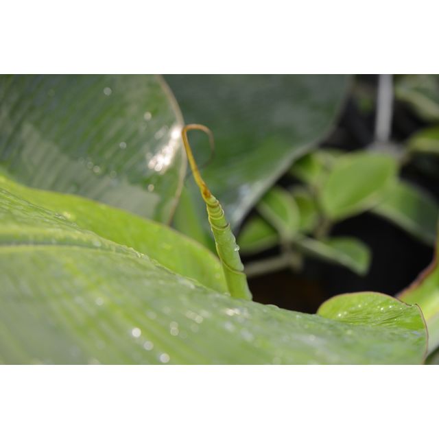 Scientific name: Musa acuminata; family: Musaceae; common name: Banana; origin: South Asia