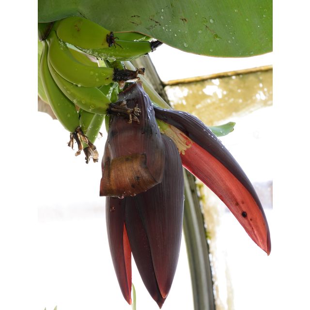 Scientific name: Musa acuminata; family: Musaceae; common name: Banana; origin: South Asia