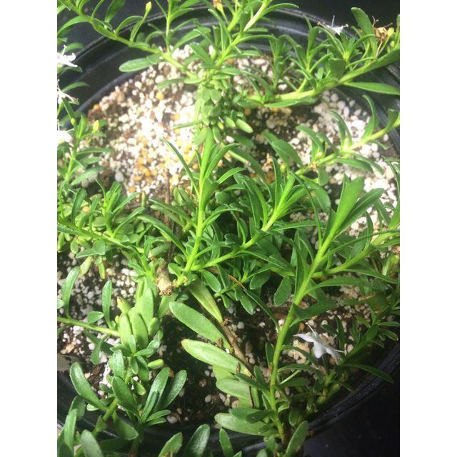 Scientific name: Myoporum parvifolium; family: Scrophulariaceae; common name: Putah Creek; origin: Australia