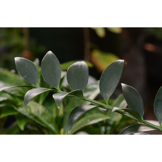 Scientific name: Nageia nagi; family: Podocarpaceae; common name: Asian Bayberry; origin: China, Japan, Taiwan